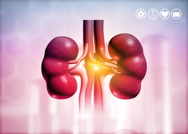 Human kidney on science background. 3d render