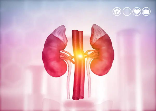 Human Kidney Science Background Render — Stock Photo, Image