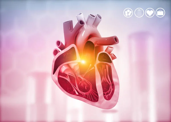 Secção Transversal Diagrama Coração Humano Sobre Antecedentes Médicos Ilustração — Fotografia de Stock