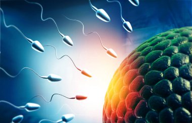 İnsan yumurtası ve sperm, yumurtaya doğru yüzen sperm. 3d illüstrasyon