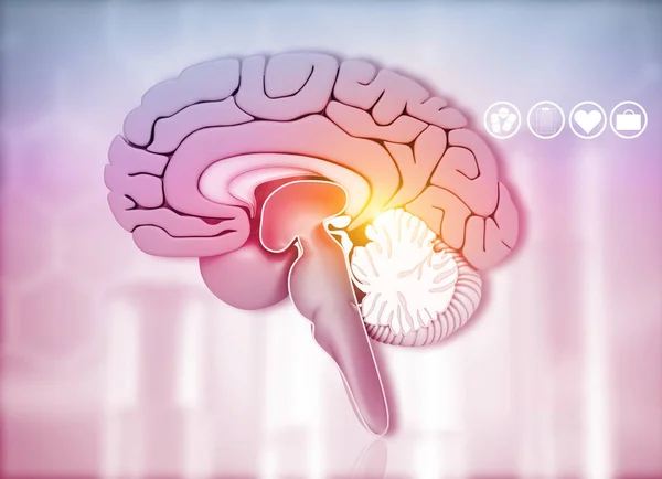 Tvärsnitt Mänsklig Hjärna Medicinsk Bakgrund Illusorering — Stockfoto