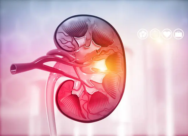 Human Kidney Cross Section Science Background Render — Stock Photo, Image