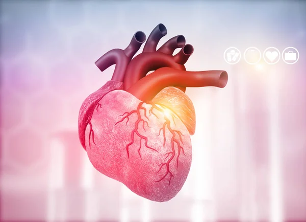 医学的背景に関する人間の心臓の解剖学 3Dレンダリング — ストック写真