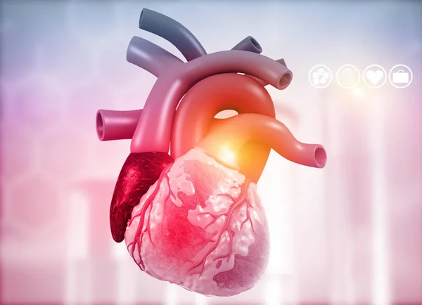 Anatomy of Human Heart on medical background. 3d render
