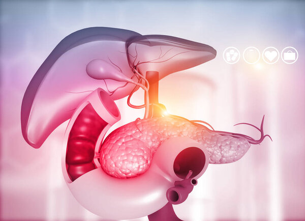 Anantomy of Liver  stomach  pancreas  gallbladder and spleen on medical background. 3d illustration	