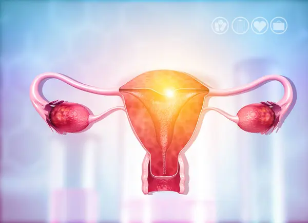 女性の生殖システムの解剖学 3Dレンダリング — ストック写真