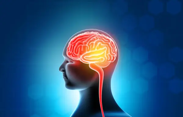 Nsan Kafası Beyin Anatomisi Illüstrasyon — Stok fotoğraf