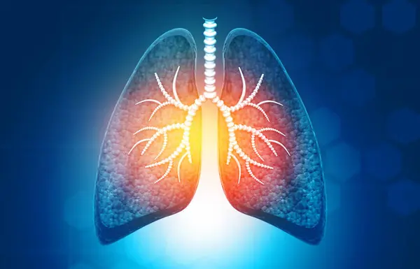 Anatomía Los Pulmones Humanos Con Bronquios Tráquea Ilustración —  Fotos de Stock