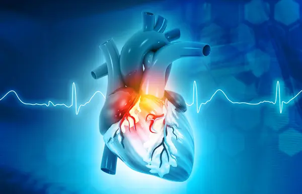 Anatomie Des Menschlichen Herzens Auf Wissenschaftlichem Hintergrund Darstellung — Stockfoto