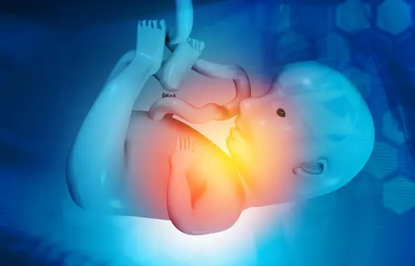 关于医学背景的胎儿解剖 3D说明 — 图库照片