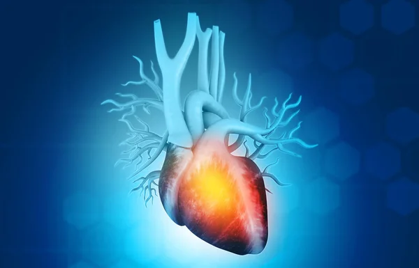 Bilimsel Altyapıda Insan Kalbi Anatomisi Hazırlayıcı — Stok fotoğraf