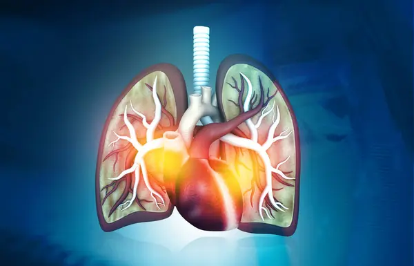Lungs Heart Anatomyon Blues Background Illustration — Stock Photo, Image