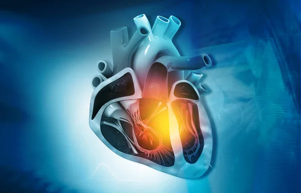 Průřez Diagramu Lidského Srdce Lékařském Pozadí Ilustrace — Stock fotografie