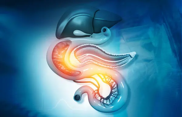 Anantomy Liver Stomach Pancreas Gallbladder Spleen Medical Background Illustration — Stock Photo, Image