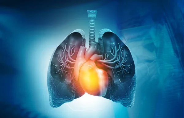 Lungs Heart Anatomy Blues Background Illustration — Stock Photo, Image