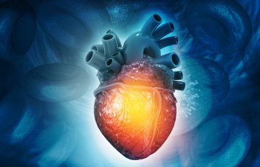 Tıbbi geçmişinde İnsan Kalbi Anatomisi var. 3d hazırlayıcı