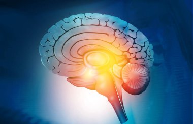 Tıbbi arka planda insan beyninin çapraz kesiti. 3d illüzyon