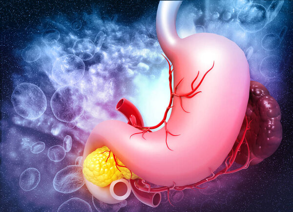 Анатомия человеческого желудка. 3d иллюстрация