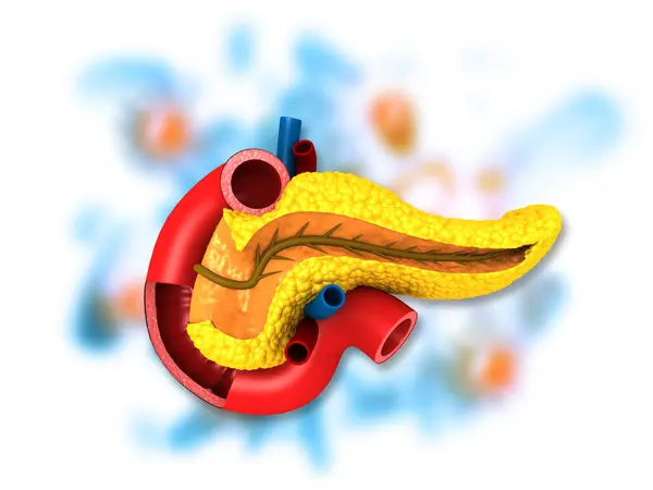 Anatomy Pancreas Illustration — Stock Photo, Image