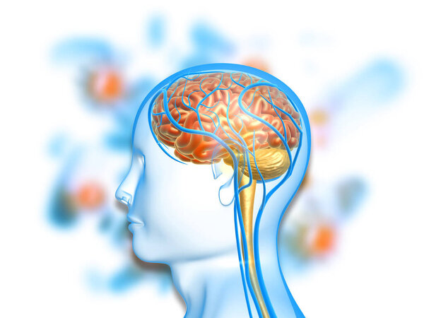 Human head anatomy on medical background. 3d illustration 	