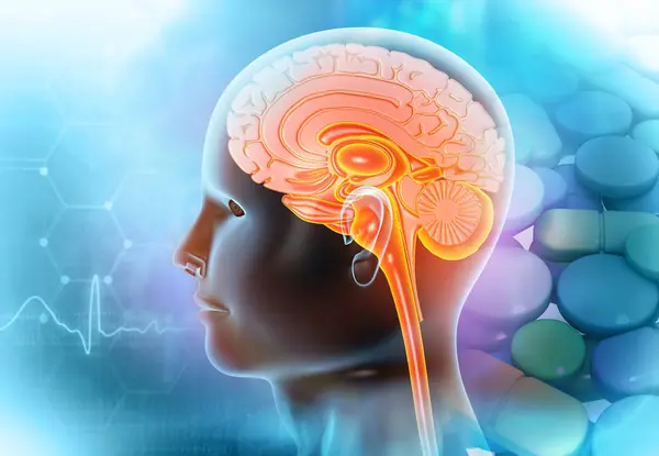 Human Brain Anatomy Scientific Background Illustration — Stock Photo, Image