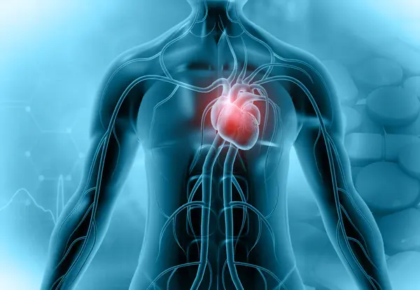 Corazón Cuerpo Humano Transparente Ilustración — Foto de Stock