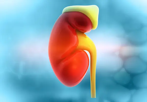 Human kidney anatomy on science background. 3d render
