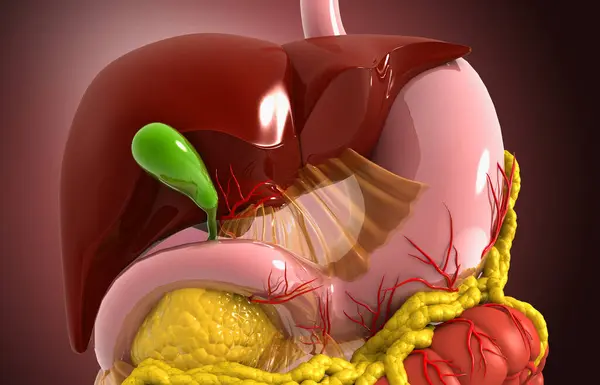 Vista Perto Sistema Digestivo Humano Estômago Fígado Pâncreas Ilusração — Fotografia de Stock