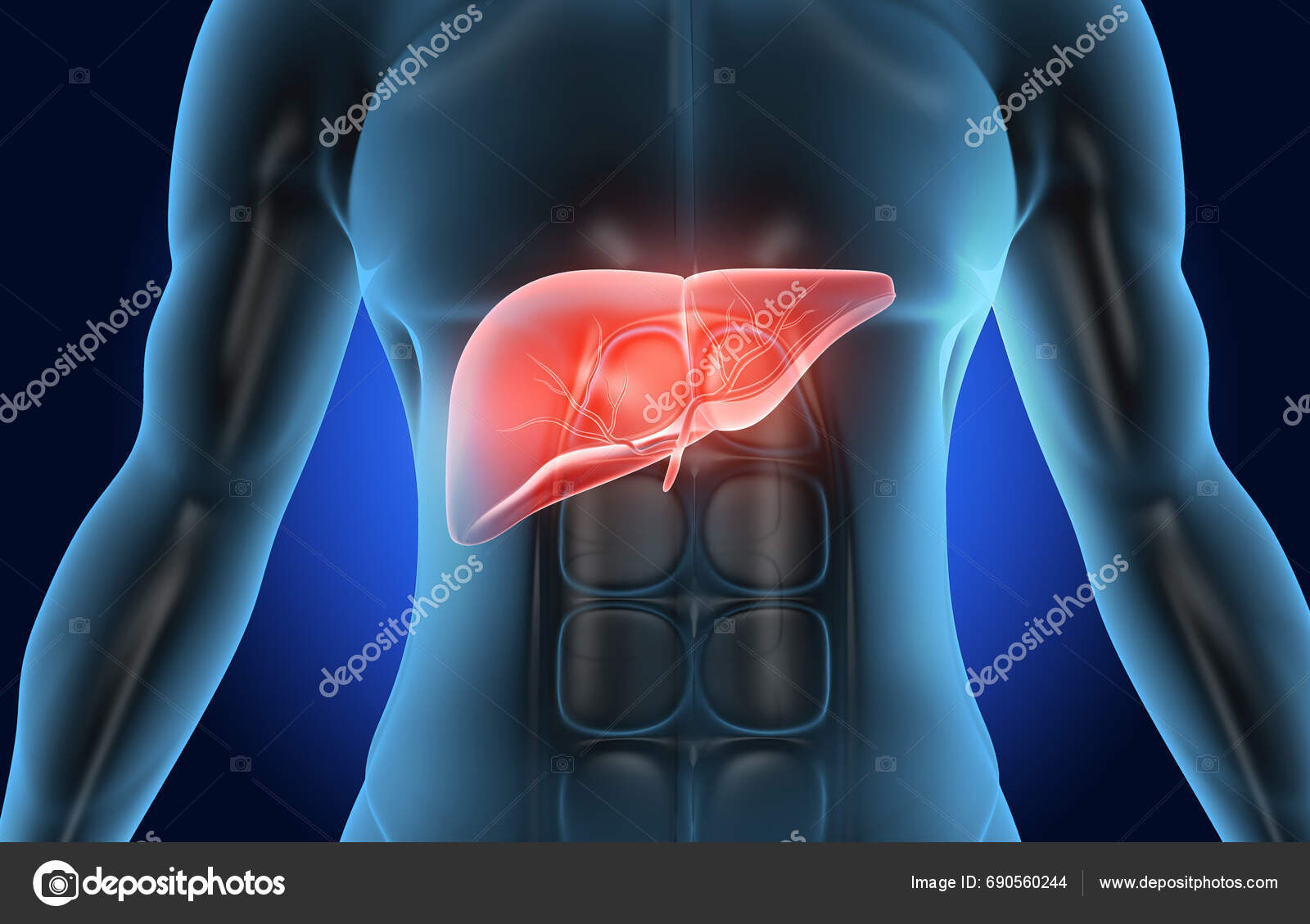 Human Body Liver Anatomy Illustration Stock Photo by ©exploderasi 690560244