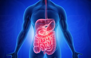 Sindirim sistemi olan insan vücudunun anatomisi. 3d illüstrasyon