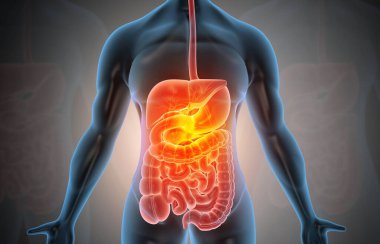 Sindirim sistemi olan insan vücudunun anatomisi. 3d illüstrasyon