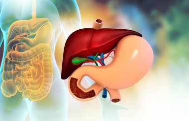 Close up view of human digestive system. Liver stomach and pancreas. 3d illusration clipart