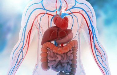 İnsan vücudu anatomisi. Tıbbi geçmişi var. 3d illüstrasyon