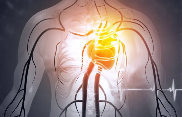 Sistema Cardiovascular Circulación Humana Con Anatomía Cardiaca Ilustración — Foto de Stock