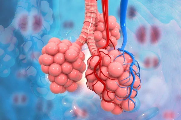 Lungor Alveoli Medicinsk Bakgrund Illustration — Stockfoto