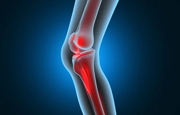 Anatomy of human knee. knee pain. 3d illustration
