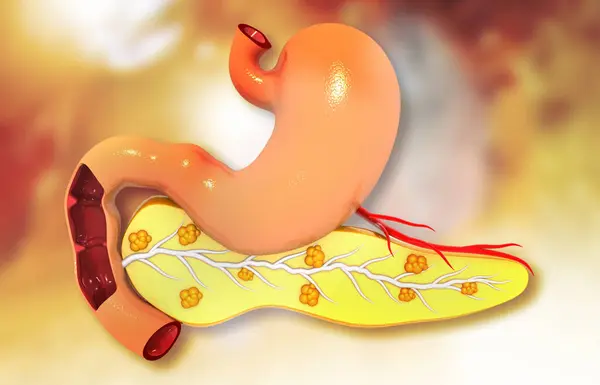 近距离观察人类的消化系统 肝脏胃和胰腺 3D幻觉 — 图库照片