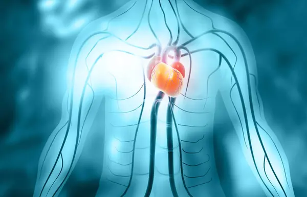 Sistema Cardiovascular Circulación Humana Con Anatomía Cardiaca Ilustración —  Fotos de Stock