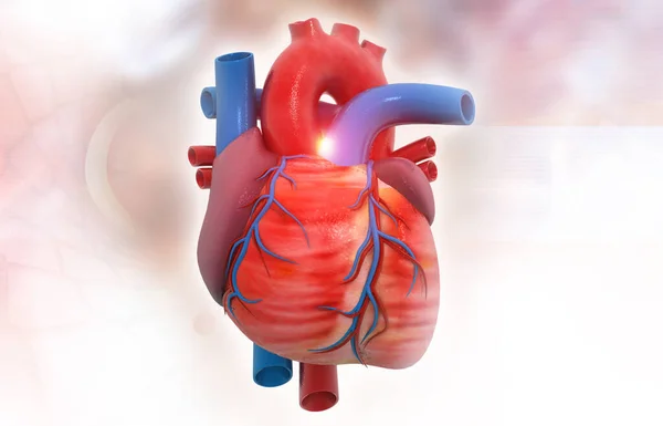 Anatomie Lidského Srdce Lékařském Zázemí Vykreslení — Stock fotografie