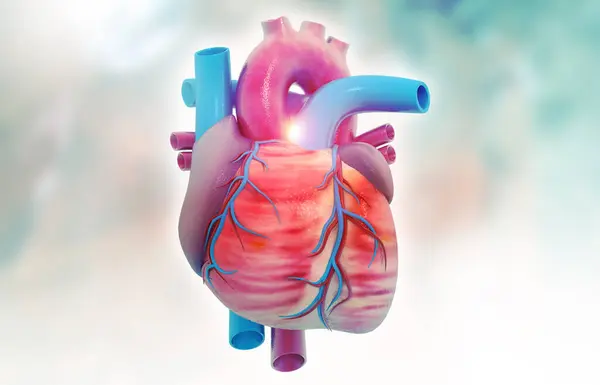 医学的背景に関する人間の心臓の解剖学 3Dレンダリング — ストック写真