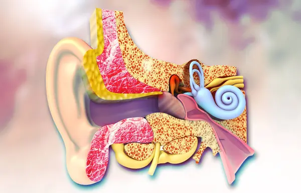 人耳的横断面 3D说明 — 图库照片