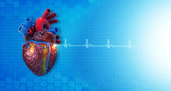 Anatomie Des Menschlichen Herzens Auf Ecg Medizinischen Hintergrund Darstellung — Stockfoto
