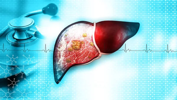 Human liver anatomy on medical background. Liver with stethoscope. 3d illustration
