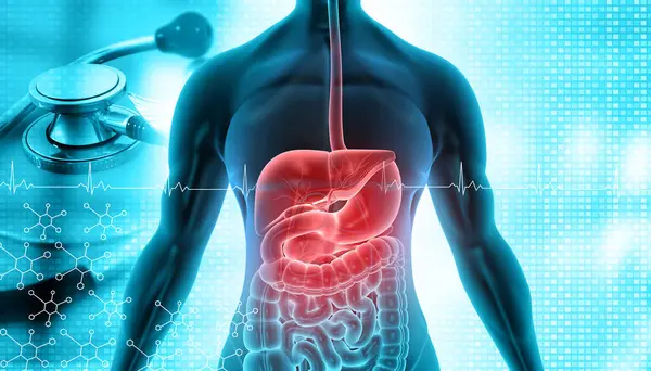 Human digestive system on medical background. Human body and digestive system with stethoscope. 3d illustration