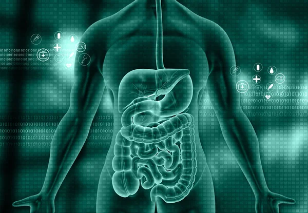 Menschlicher Körper Mit Anatomie Des Verdauungssystems Auf Medizinischem Hintergrund Illustration — Stockfoto