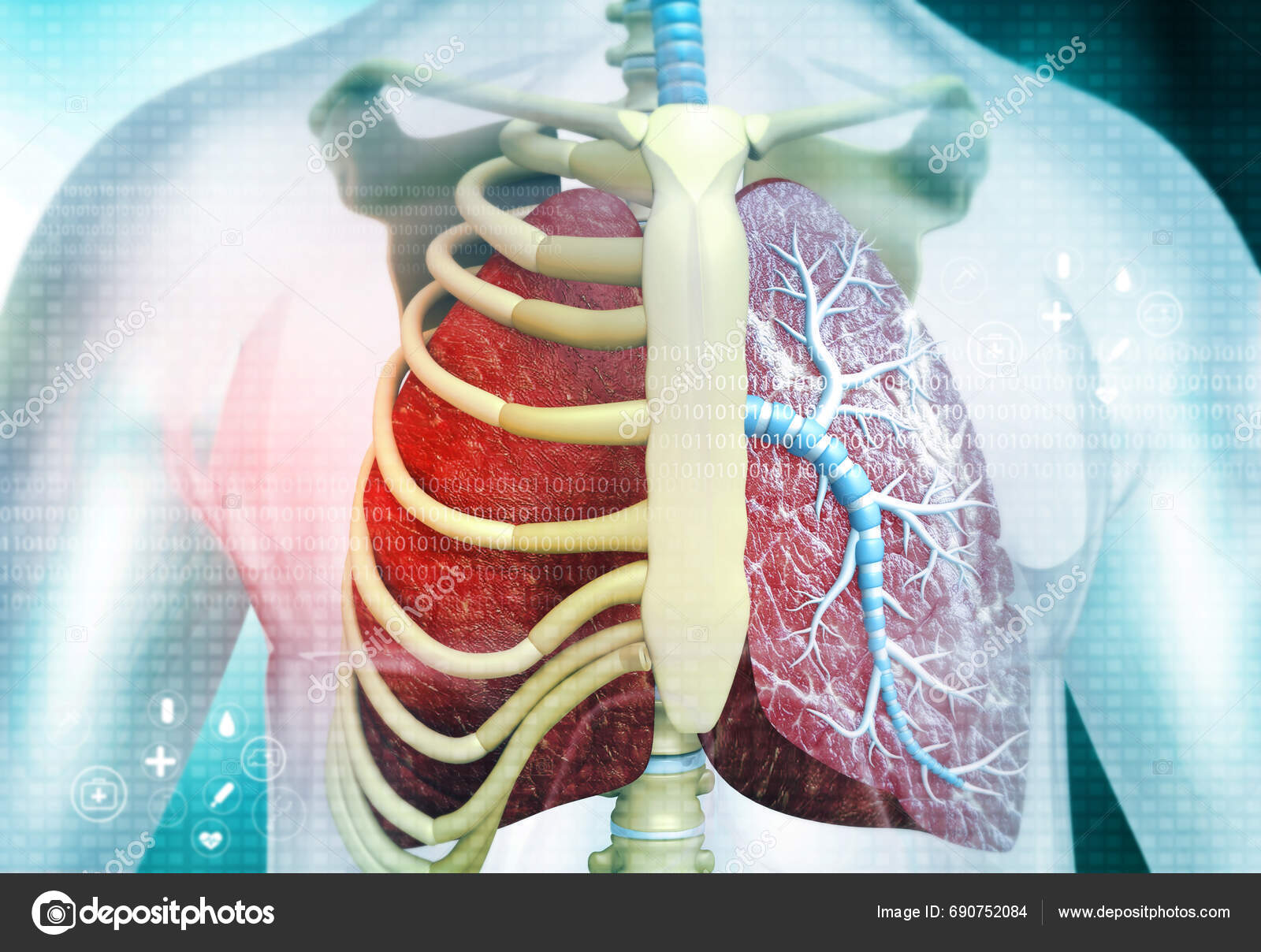 Human Body Respiratory System Lungs Anatomy Illustration Stock Photo by ...