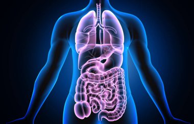 Sindirim sistemi olan insan vücudunun anatomisi. 3d illüstrasyon