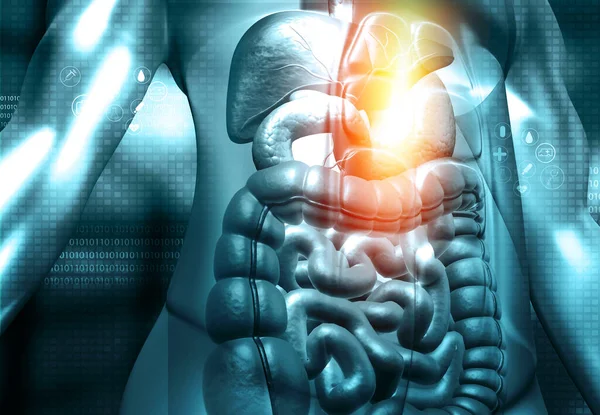 Menschlicher Körper Mit Anatomie Des Verdauungssystems Auf Wissenschaftlichem Hintergrund Illustration — Stockfoto