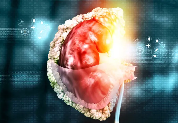 Menselijke Nier Anatomie Blauwe Wetenschappelijke Achtergrond Illustratie — Stockfoto