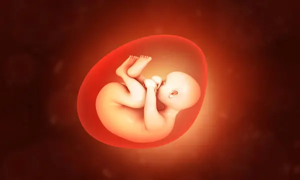 Human Fetus Womb Dna Strand Illustration — Stock Photo, Image